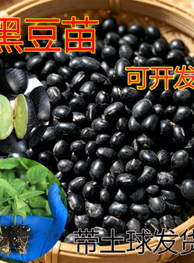 夏花繁茂黑大豆高蛋白促肠动