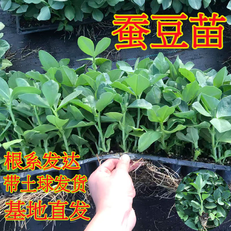 冬季耐寒越冬蚕豆豌豆苗高产绿紫包菜西蓝花紫羽衣甘蓝苗盆栽蔬菜
