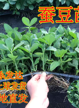 冬季耐寒越冬蚕豆豌豆苗高产绿紫包菜西蓝花紫羽衣甘蓝苗盆栽蔬菜