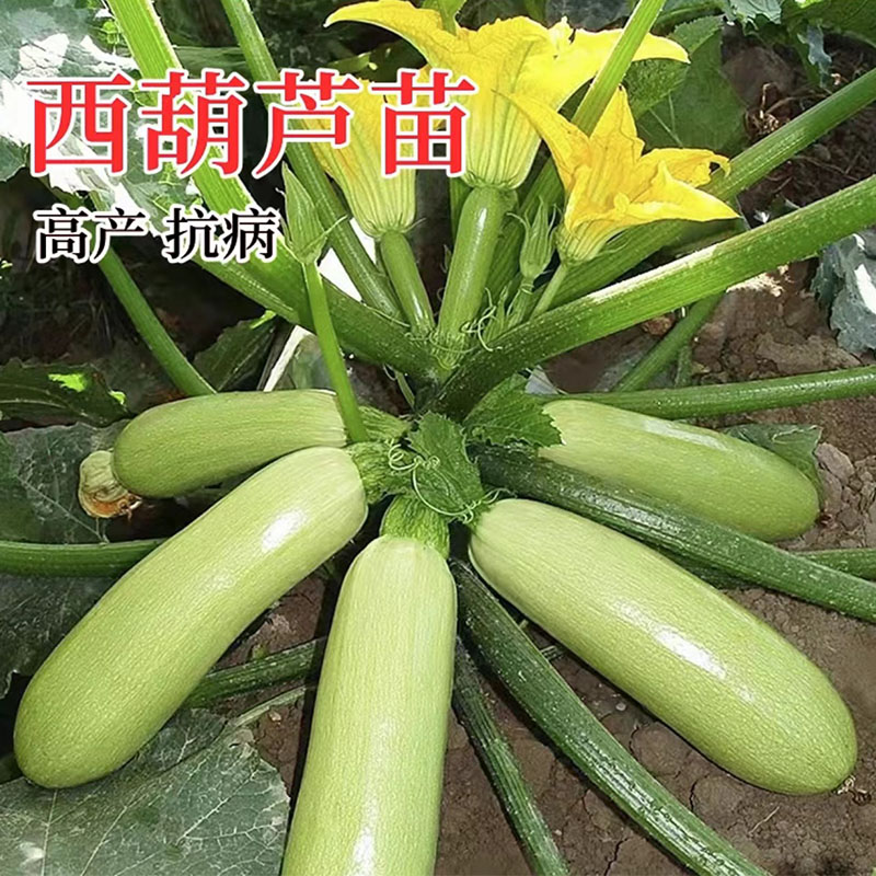 西葫芦苗秧苗角瓜苗占瓜苗香蕉西葫芦苗丝瓜苗冬瓜苗高产种幼秧苗
