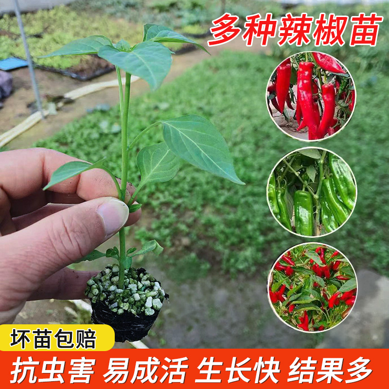 蔬菜苗颗颗爆果包成活包对版