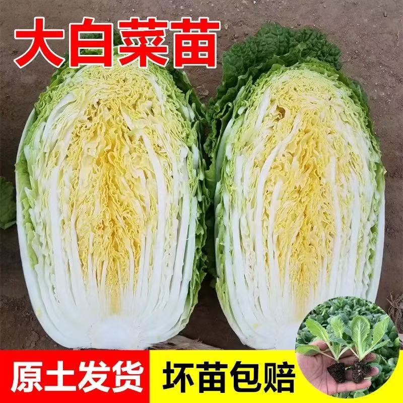 冬季耐寒黄心白菜秧香甜娃娃菜苗阳台小院盆栽牛心紫羽衣甘蓝甘蓝