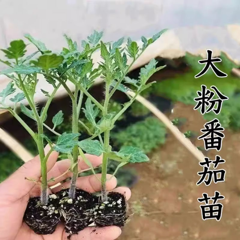 西红柿番茄苗秧沙瓤西红柿苗粉果柿子幼苗圣女果秧苗茄子辣椒幼苗