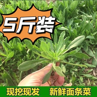 面条菜野菜现挖现发柳叶菜羊蹄棵新鲜时令蔬菜广皮菜灯笼草油瓶菜