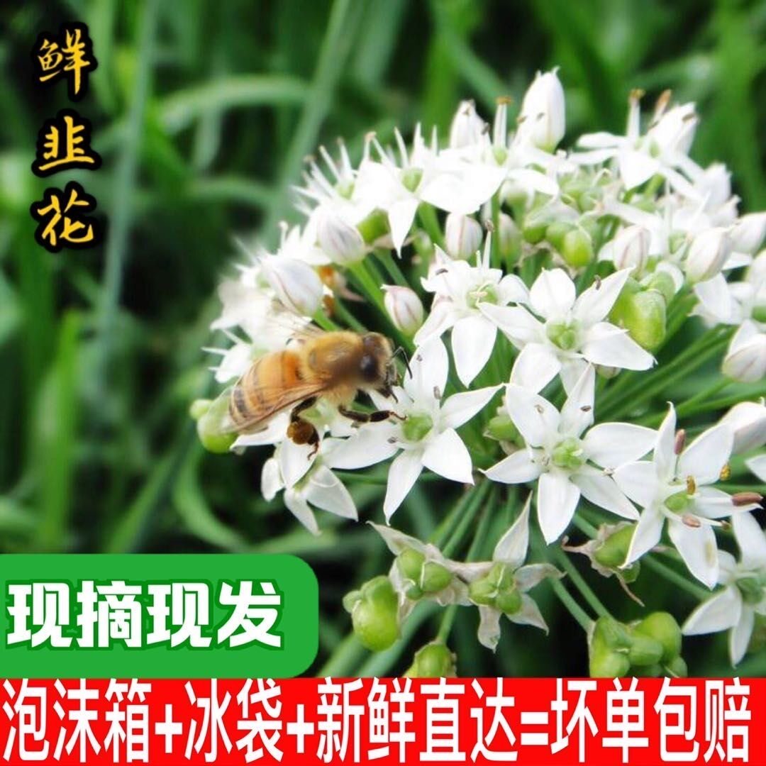 2026年新鲜韭菜花韭菜花苞花骨朵现摘现发