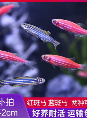 仅限补拍灯科鱼生态瓶