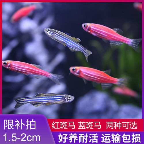 仅限补拍灯科鱼生态瓶