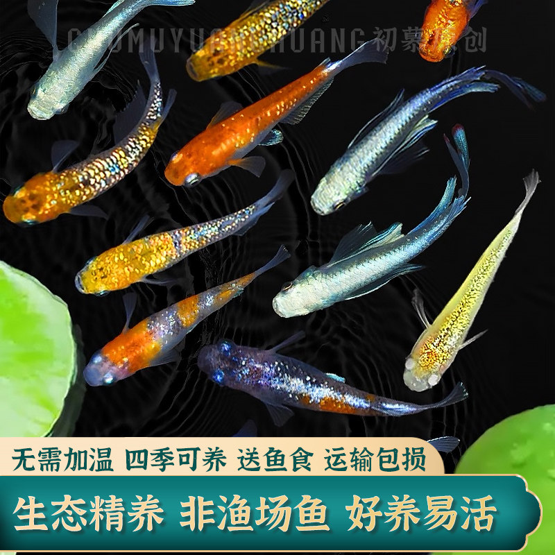 观背青鳉鱼冷水小型观赏鱼活体不加温不打氧新手皮实好养活古法缸