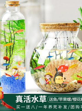生态瓶观赏小鱼diy微景观免换水造景材料活动礼物水草斑马小鱼缸