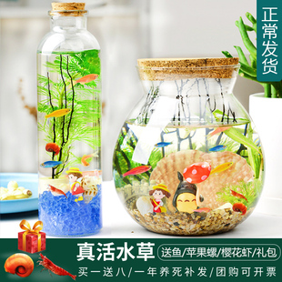 生态瓶观赏小鱼diy微景观免换水造景材料活动礼物水草斑马小鱼缸