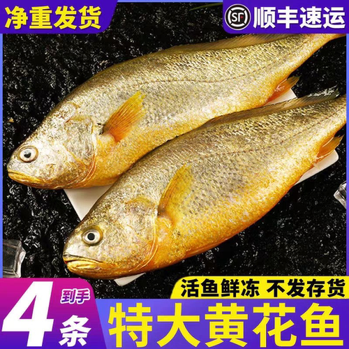 深海捕捞无冰超大黄花鱼速冻