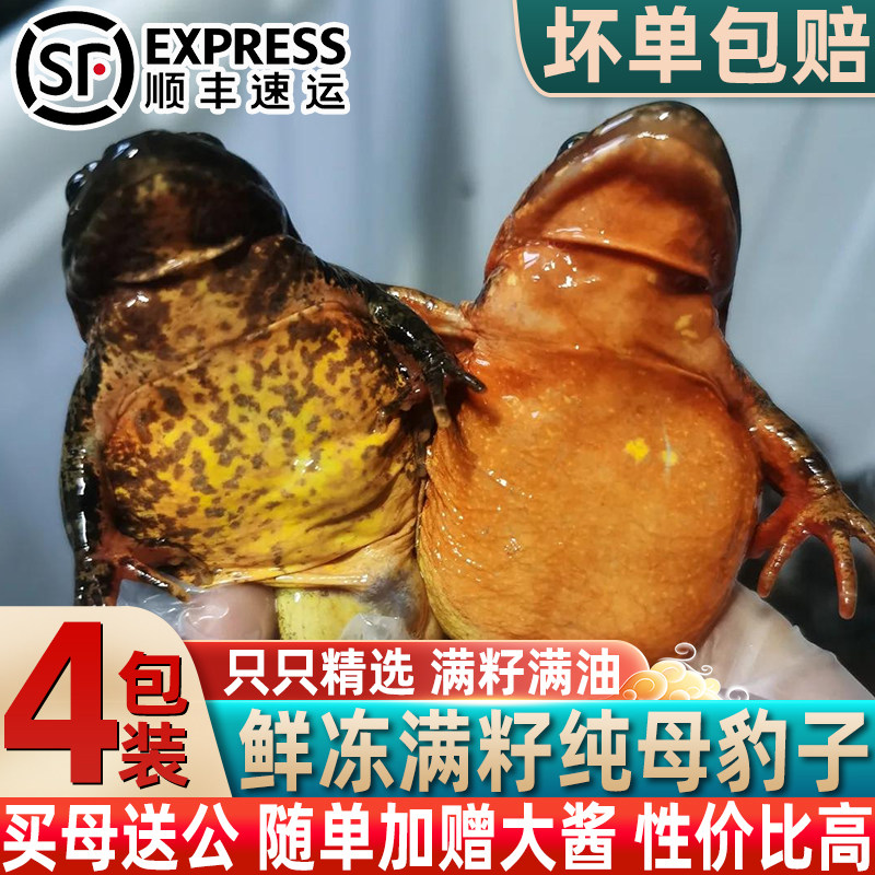 正宗母林蛙东北母豹子纯母速冻雪蛤黄肚皮满油满籽蛤蟆速冻顺丰