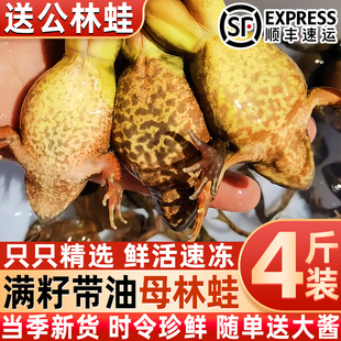 东北母豹子纯母速冻母林蛙速冻雪蛤黄肚皮满油满籽蛤蟆送公林蛙