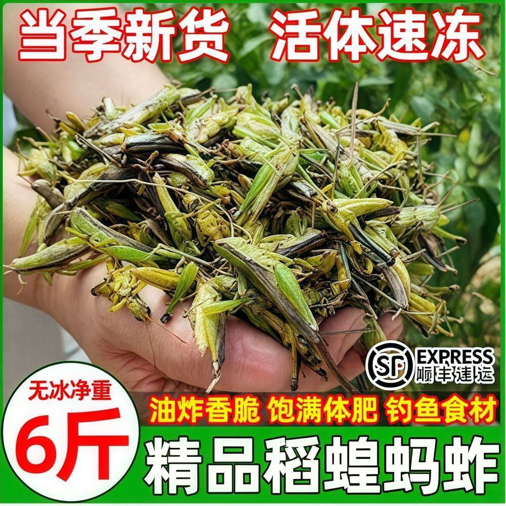 当季新鲜稻田小油蚂蚱中华小稻蝗速冻蝗虫鲜冻蚱蜢蚂蚱批发顺丰