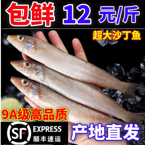 沙丁鱼新鲜尖梭鱼鲜活冷冻大丁尖鱼深海鱼宝宝辅食商用海鲜水产