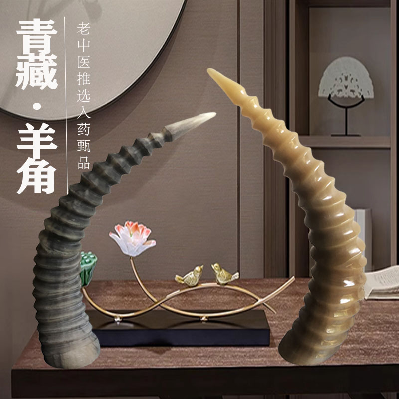 天然西藏高端青藏羊角摆件整根角原料居家文玩入药用手把件装饰品