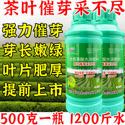 茶叶催芽采不尽强力催芽芽长嫩绿叶片肥厚抗病抗逆增产提前上市