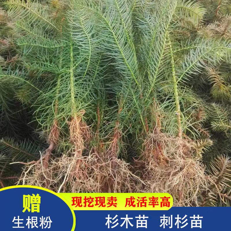 优质速生红心杉木苗红豆杉落羽杉刺杉水杉常用绿化荒山造林杉树苗