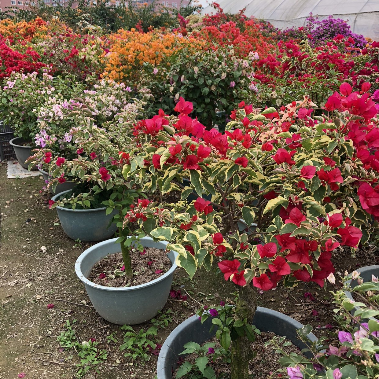 红樱三角梅阳台盆栽庭院攀援花卉四季开花植物楼顶花苗三角梅包邮
