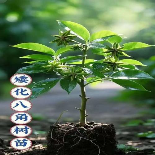 精品耐寒八角树树苗南北方庭院四季栽种植食用大红茴香八角苗带叶
