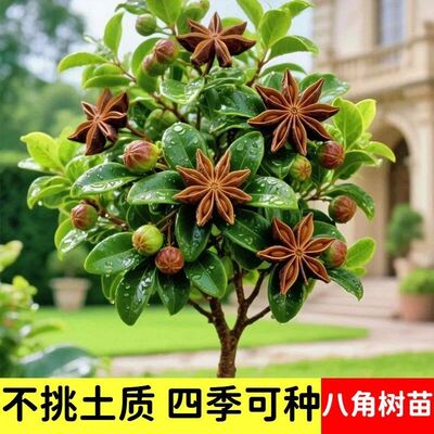 正宗八角树苗矮化高产无刺南北方种植带土带叶易成活大料树苗包邮