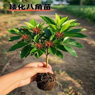 爆款 八角树苗矮化无刺盆栽地栽风水招财南北耐寒庭院四季 好养正品