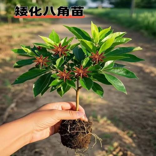 八角树苗矮化无刺盆栽地栽风水招财南北耐寒庭院四季好养正品爆款