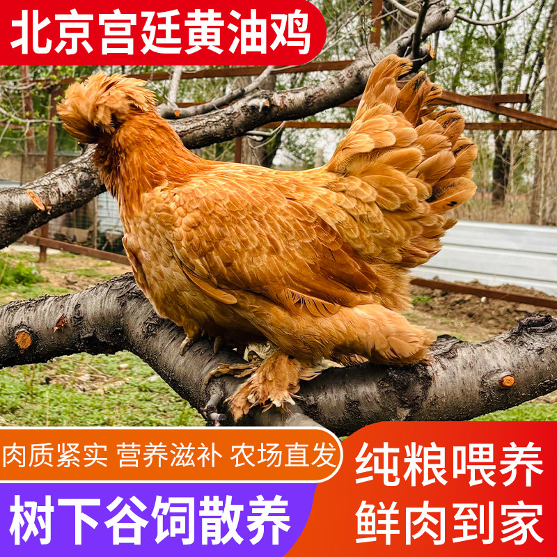农家散养谷饲老北京宫廷油鸡老母鸡炖汤鸡肉生鲜 约2-2.4斤/只