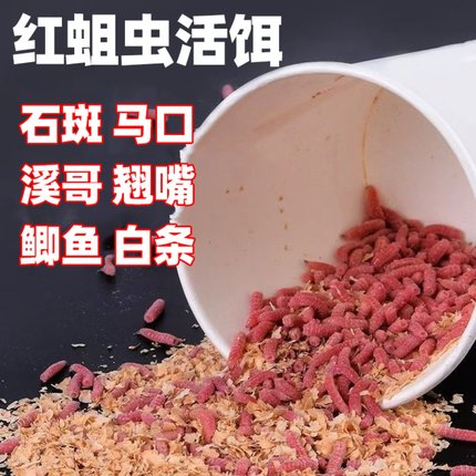 鲜活红蛆虫活饵野钓鲫鱼大爆炸溪流钓石斑马口饵料红曲钓鱼鱼饵