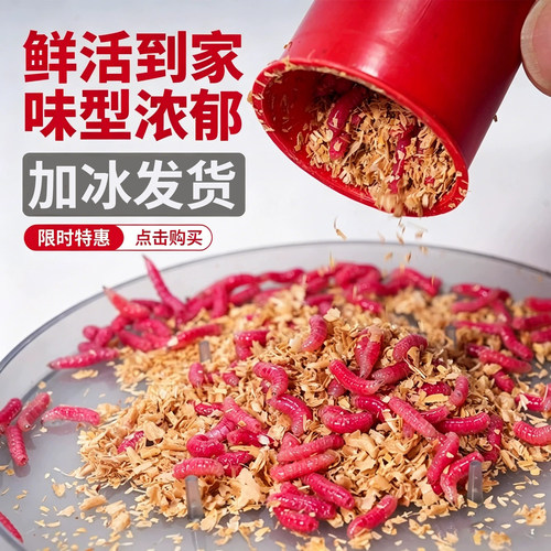 鲜活红蛆虫活饵鱼饵冬季野钓神饵