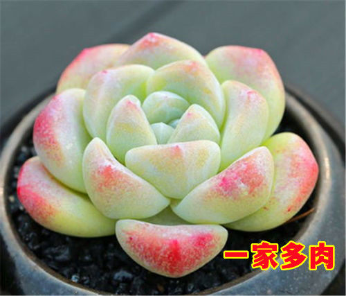 冰玉多肉植物奶油阳台花卉绿植萌吸甲醛