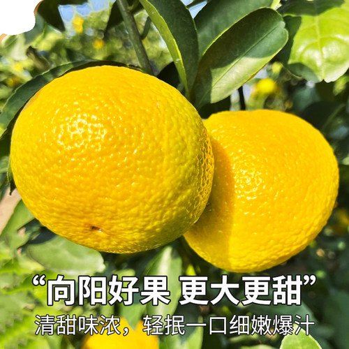 【当季】福建甜心柚甜桔柚新鲜水果现摘桔子爱媛果冻橙柑橘柚子