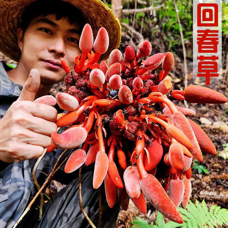 广西野生回春草不老草500g顶天柱男性滋补泡酒料新货干品特级