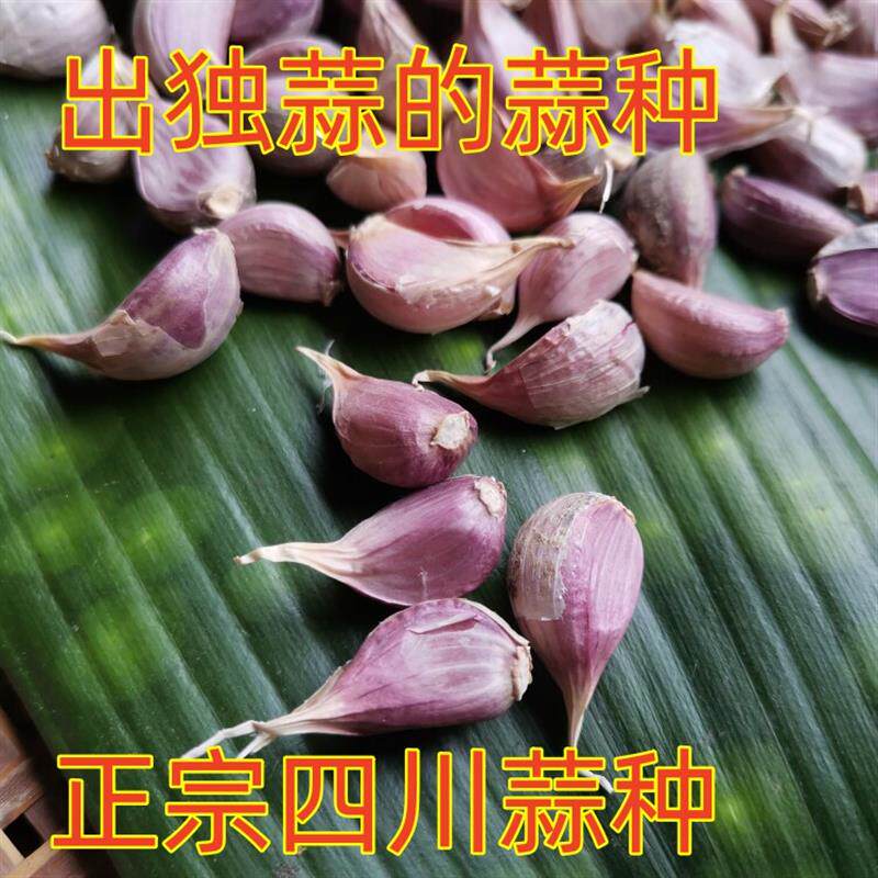 正宗紫皮独蒜种四川彭州蒜种独头蒜种独子蒜种独蒜头种一代原
