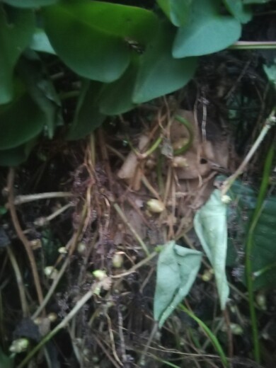 鲜活藤三七 中草药滕三七川七藤七土三七