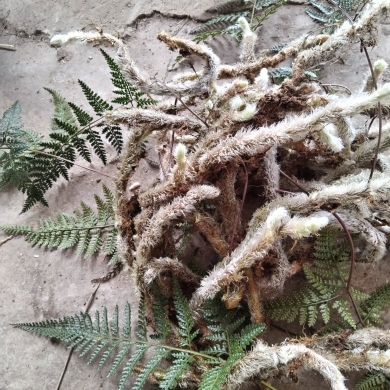 中药材白毛蛇根上树蛇 伸筋石蚕毛石蚕白毛骨碎补蛇阴石厥老鼠尾