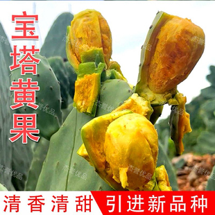 宝塔水果仙人掌种植片稀有进口高产大果果树苗可食用耐寒耐旱好养