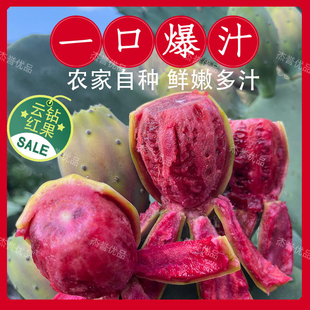 大红果可食用水果仙人掌种植片进口高产大果易成活果树饱满口感好