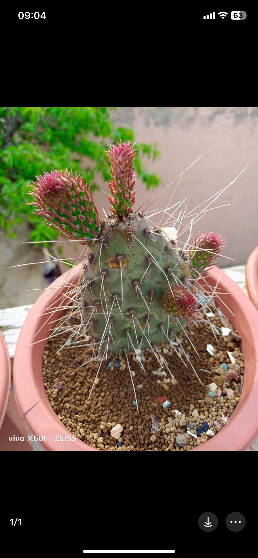 帝王之火团扇仙人掌稀有进口高端美花美刺仙人掌奇趣多肉绿植盆栽