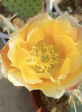 迪斯卡特团扇仙人掌稀有进口高端美花美刺仙人掌奇趣多肉绿植盆栽