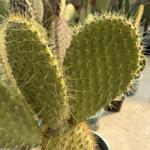 克隆人岛掌团扇仙人掌，稀有进口高端美花美刺仙人掌奇趣多肉绿植