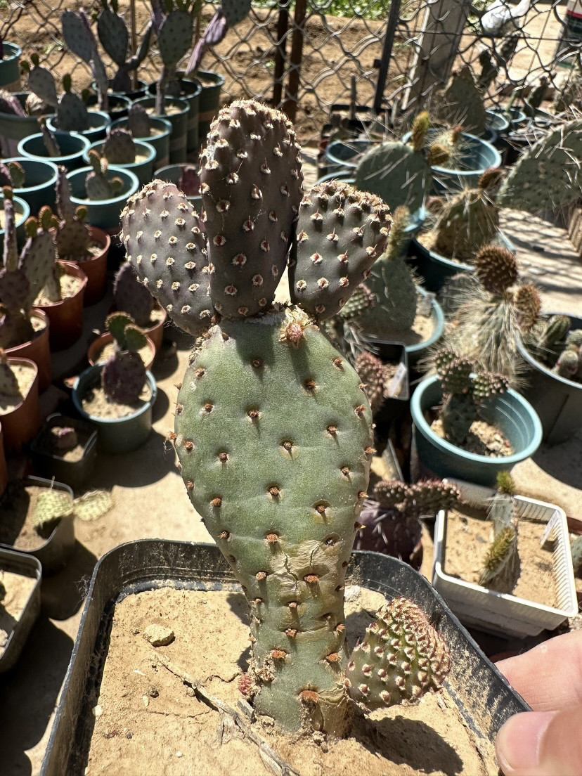 蔻德塔团扇仙人掌,稀有进口高端美花美刺仙人掌奇趣多肉绿植盆栽