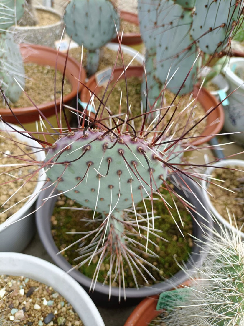夜叉美穗团扇仙人掌稀有进口高端美花美刺仙人掌奇趣多肉绿植盆栽