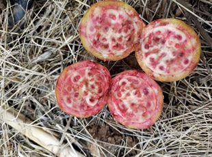 粉红女郎仙人掌片果苗 进口泰国输入无刺仙人掌 可食用水果仙人掌