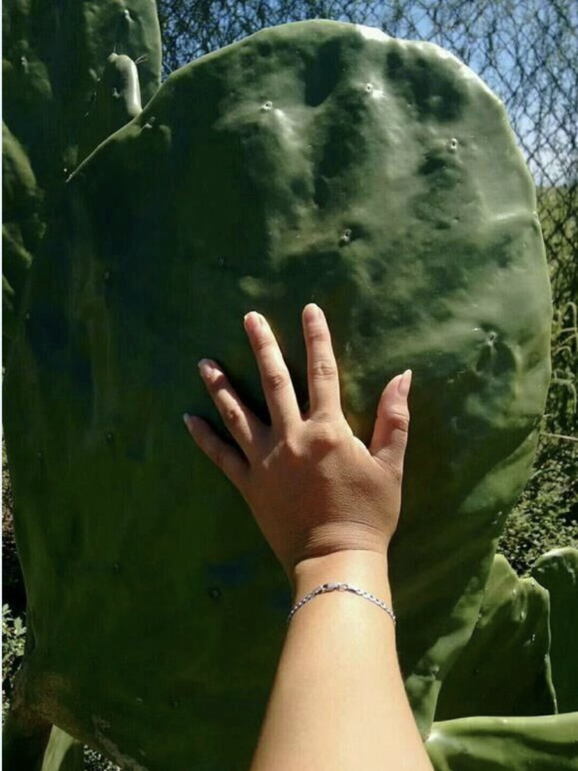老墨西哥团扇仙人掌稀有进口高端美花美刺仙人掌奇趣多肉绿植盆栽