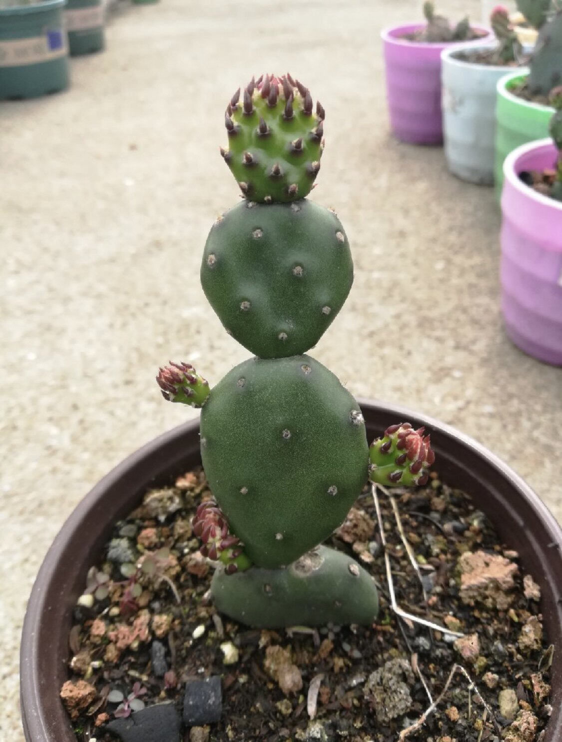 稀有圆舞迪团扇小型无刺可爱稻草人型耐寒零下5度深色迷你仙人掌