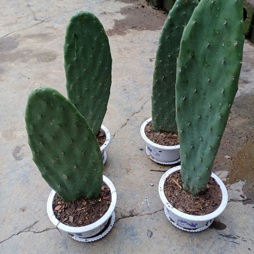 贵州可食用大型梨果仙人掌种植片嫁接片带根可嫁接多肉蟹爪兰彩草