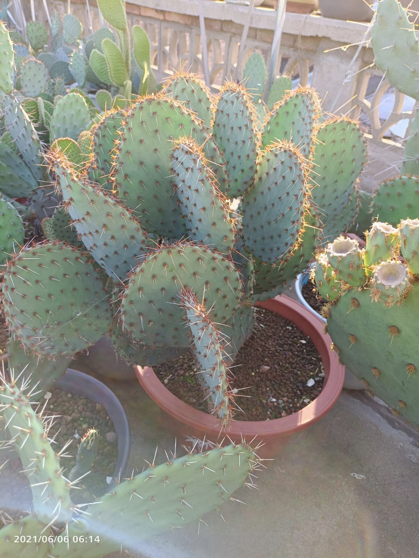 刺猬团扇仙人掌,稀有进口高端美花美刺仙人掌奇趣多肉绿植盆栽