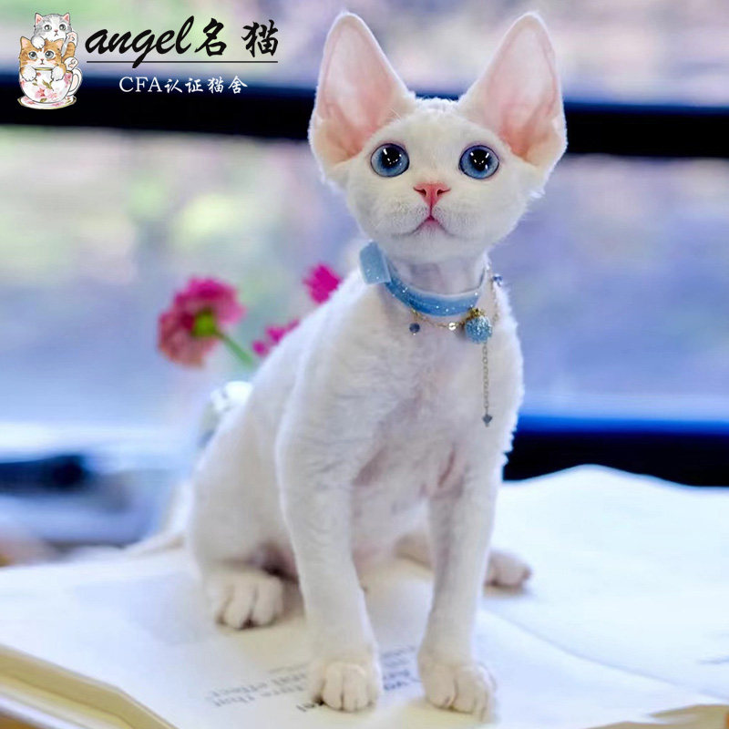 德文卷毛猫纯种幼猫纯白不掉毛高智商赛级德文猫幼崽活体宠物猫咪