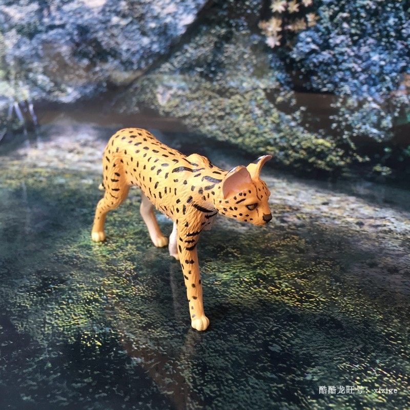 儿童玩具美国safari正品静态玩偶猫科薮猫仿真动物比例模型摆件